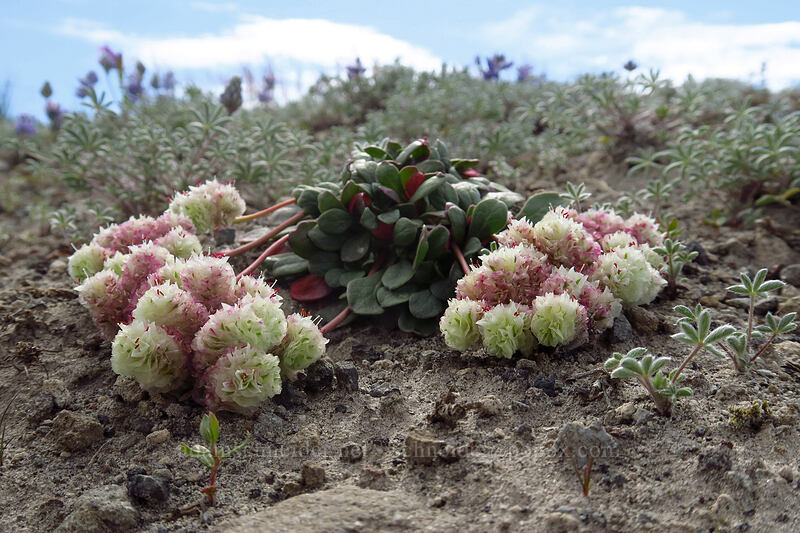 pussy-paws (Calyptridium umbellatum (Cistanthe umbellata)) [Willow Springs Trail, Mt. St. Helens National Volcanic Monument, Skamania County, Washington]