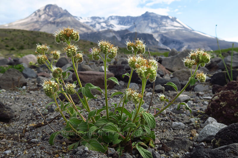 silver-leaf phacelia (Phacelia hastata) [Truman Trail, Mt. St. Helens National Volcanic Monument, Skamania County, Washington]