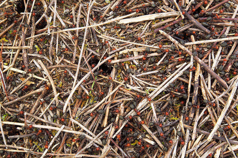 western thatching ants (Formica obscuripes) [Truman Trail, Mt. St. Helens National Volcanic Monument, Skamania County, Washington]