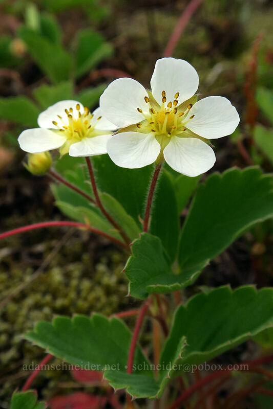 broad-petal strawberry flowers (Fragaria virginiana ssp. platypetala) [Truman Trail, Mt. St. Helens National Volcanic Monument, Skamania County, Washington]
