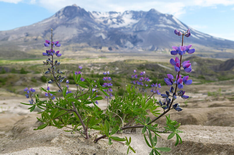 lupine (Lupinus sp.) [Truman Trail, Mt. St. Helens National Volcanic Monument, Skamania County, Washington]