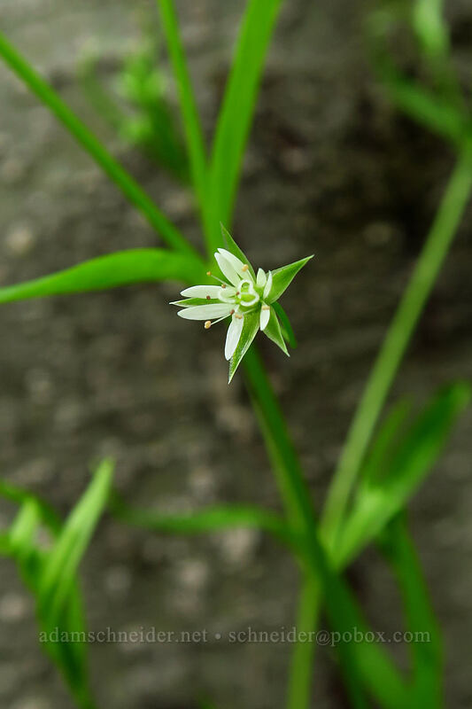 long-leaf starwort (Stellaria longifolia) [Truman Trail, Mt. St. Helens National Volcanic Monument, Skamania County, Washington]