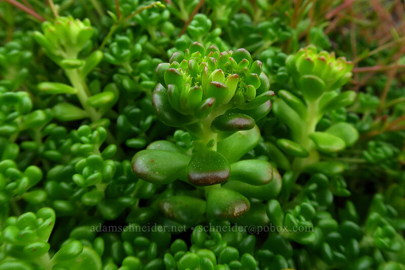 Oregon stonecrop, budding (Sedum oreganum) [Truman Trail, Mt. St. Helens National Volcanic Monument, Skamania County, Washington]