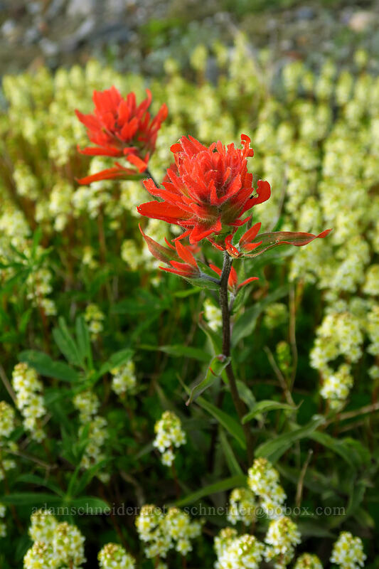 paintbrush & partridgefoot (Castilleja miniata, Luetkea pectinata) [Boundary Trail, Mt. St. Helens National Volcanic Monument, Skamania County, Washington]