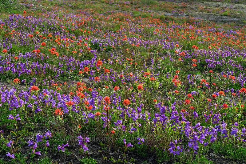 scarlet paintbrush & Cardwell's penstemon (Castilleja miniata, Penstemon cardwellii) [Boundary Trail, Mt. St. Helens National Volcanic Monument, Skamania County, Washington]