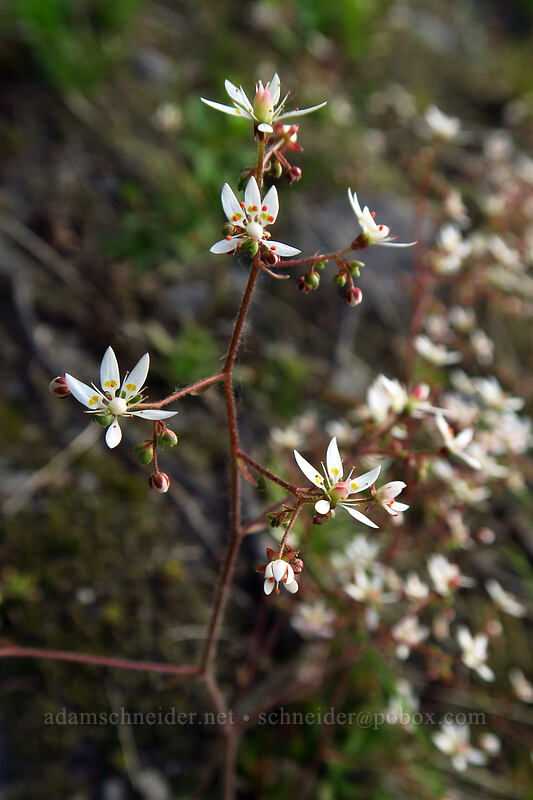 rusty saxifrage (Micranthes ferruginea (Saxifraga ferruginea)) [Boundary Trail, Mt. St. Helens National Volcanic Monument, Skamania County, Washington]