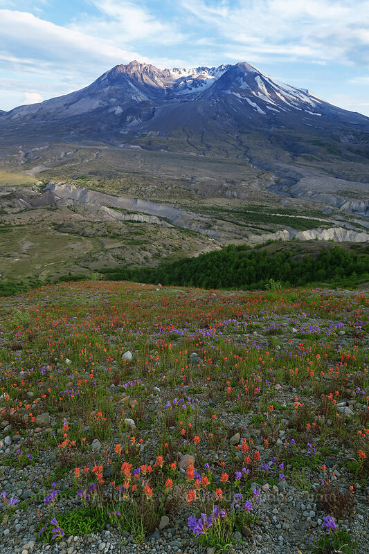 paintbrush, penstemon, & Mount St. Helens (Castilleja miniata, Penstemon cardwellii) [Boundary Trail, Mt. St. Helens National Volcanic Monument, Skamania County, Washington]