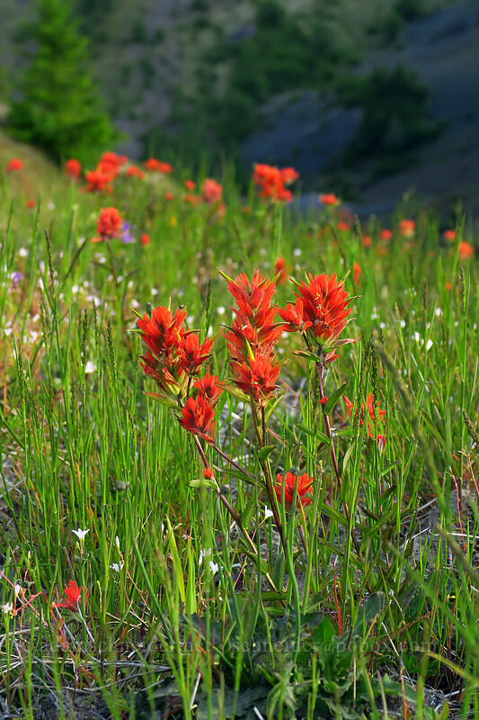 paintbrush (Castilleja miniata) [Boundary Trail, Mt. St. Helens National Volcanic Monument, Skamania County, Washington]