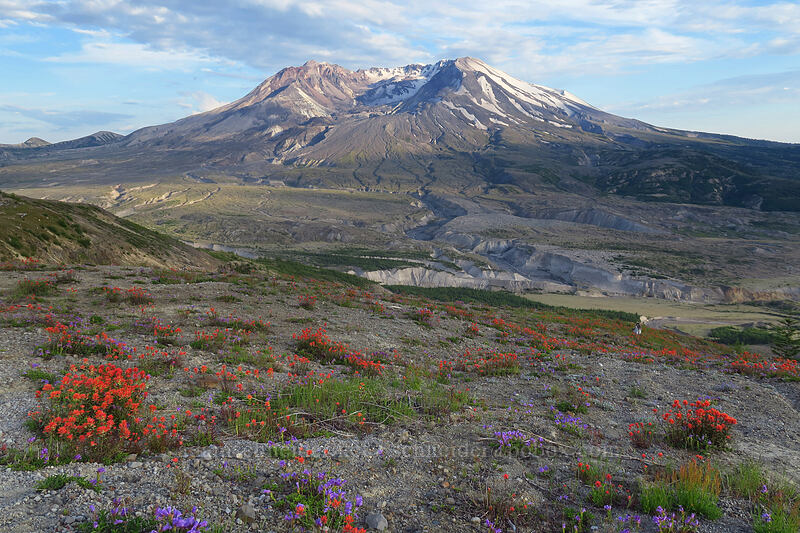 paintbrush & Mount St. Helens (Castilleja miniata) [Boundary Trail, Mt. St. Helens National Volcanic Monument, Skamania County, Washington]