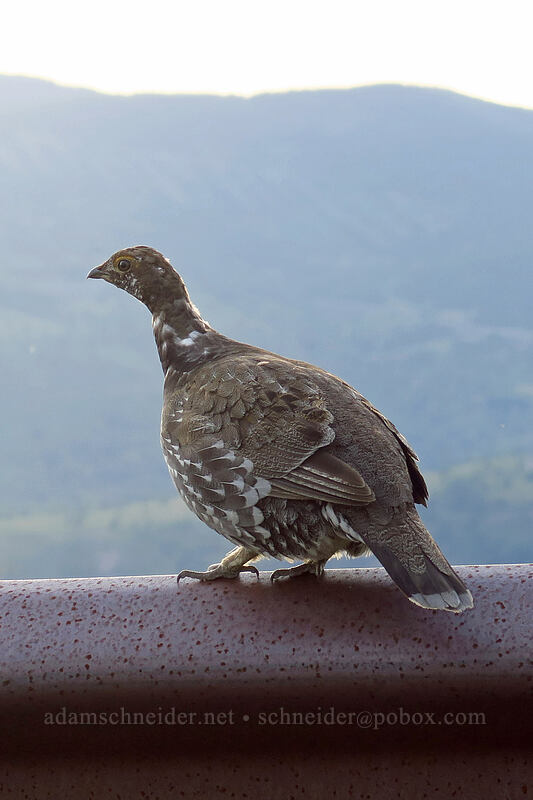 sooty grouse (Dendragapus fuliginosus) [Spirit Lake Memorial Highway, Mt. St. Helens National Volcanic Monument, Skamania County, Washington]