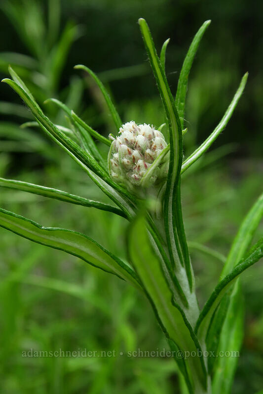 pearly everlasting, budding (Anaphalis margaritacea) [Birth of a Lake Trail, Mt. St. Helens National Volcanic Monument, Cowlitz County, Washington]