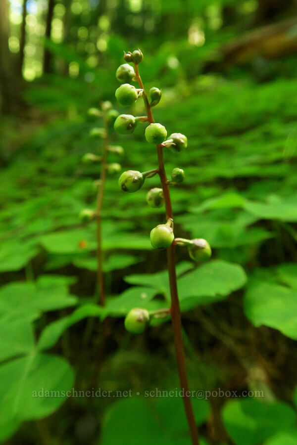wintergreen, budding (Pyrola sp.) [Tire Mountain Trail, Willamette National Forest, Lane County, Oregon]