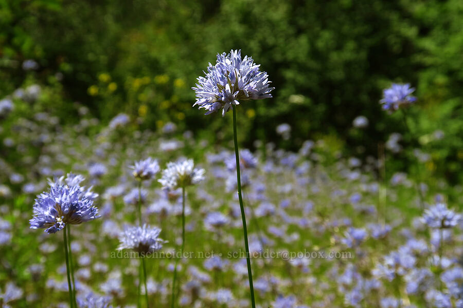 blue-head gilia (Gilia capitata ssp. capitata) [Tire Mountain summit, Willamette National Forest, Lane County, Oregon]