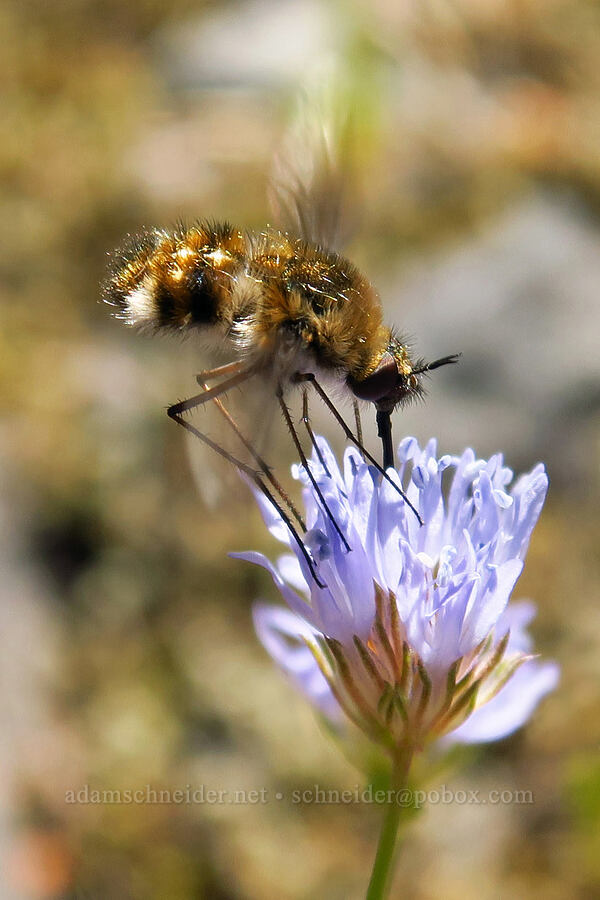 bee fly on blue-head gilia (Bombylius sp., Gilia capitata ssp. capitata) [Tire Mountain summit, Willamette National Forest, Lane County, Oregon]