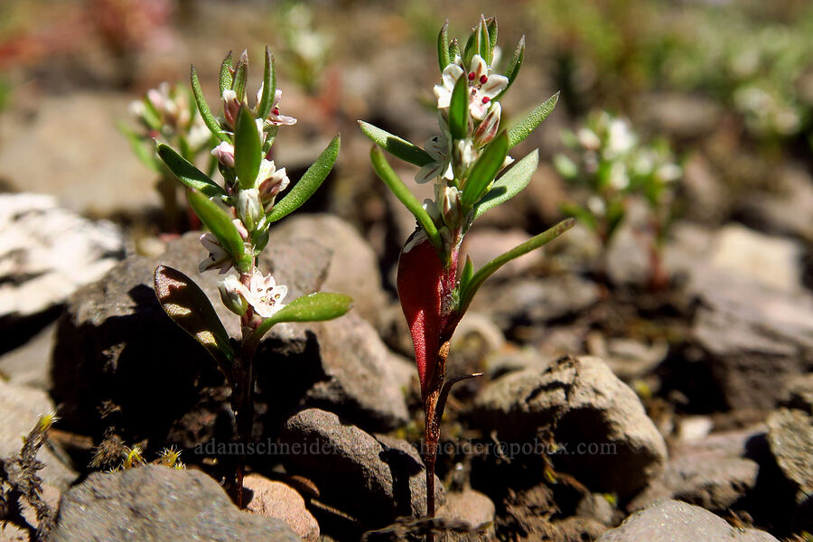 Cascade knotweed (Polygonum cascadense) [Tire Mountain summit, Willamette National Forest, Lane County, Oregon]