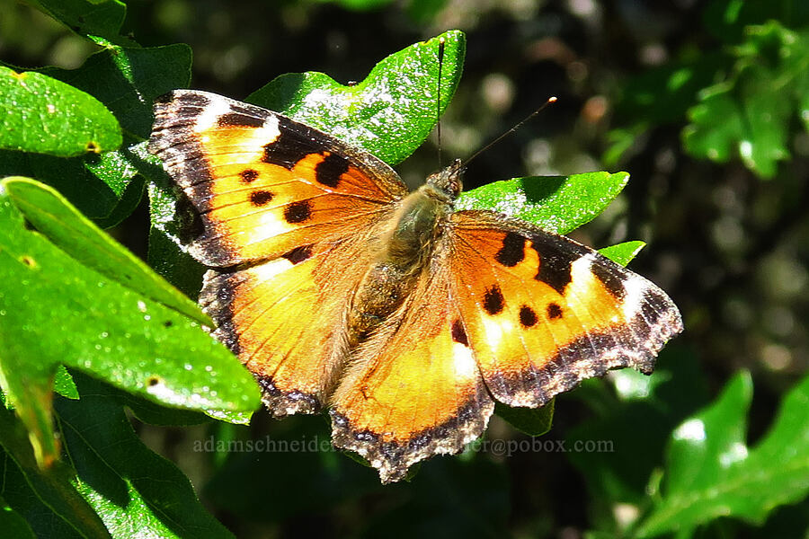 California tortoiseshell butterfly (Nymphalis californica) [Tire Mountain summit, Willamette National Forest, Lane County, Oregon]