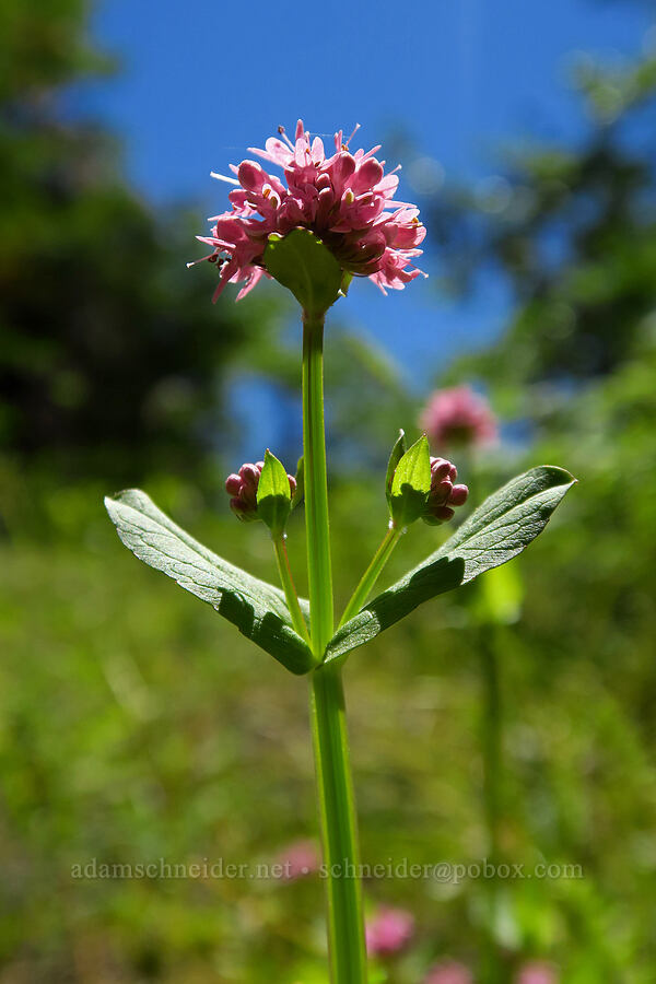 rosy plectritis (Plectritis congesta) [Tire Mountain summit, Willamette National Forest, Lane County, Oregon]
