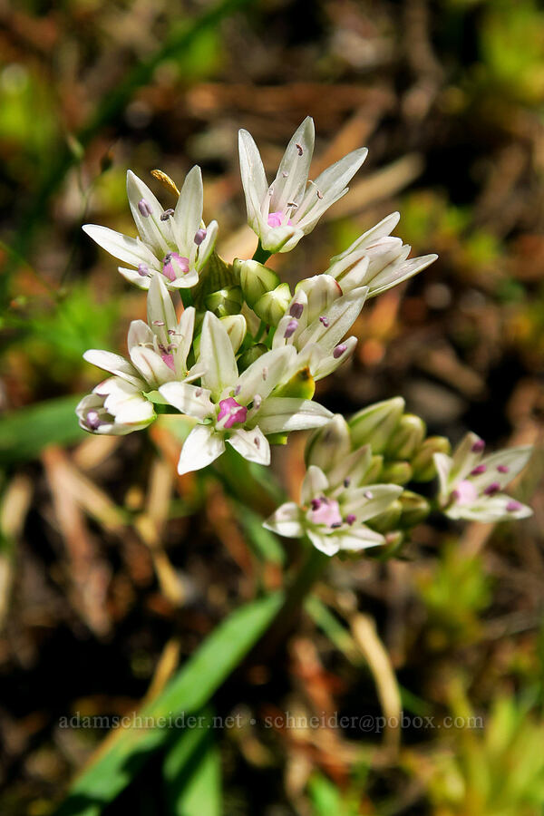 slim-leaf onion (Allium amplectens) [Tire Mountain summit, Willamette National Forest, Lane County, Oregon]