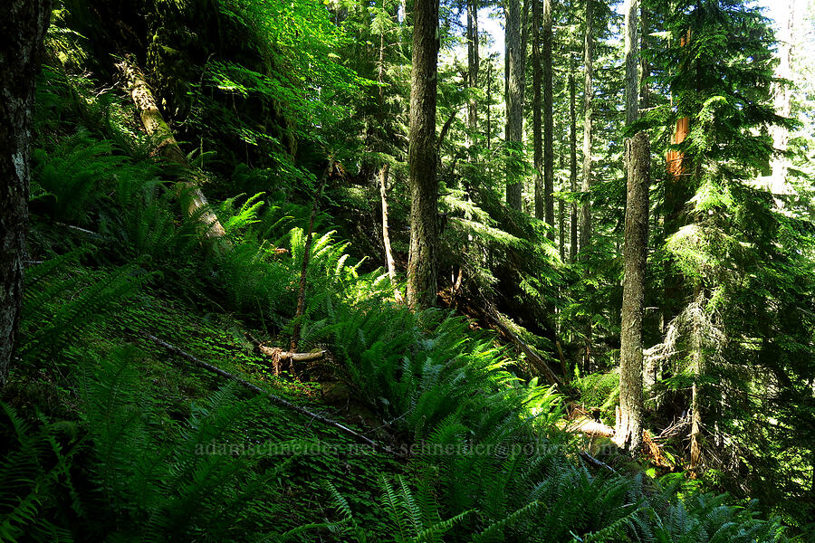 bushwhack route [Tire Mountain, Willamette National Forest, Lane County, Oregon]