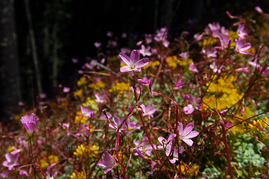 little-leaf montia & stonecrop (Montia parvifolia (Claytonia parvifolia), Sedum sp.) [Tire Mountain, Willamette National Forest, Lane County, Oregon]