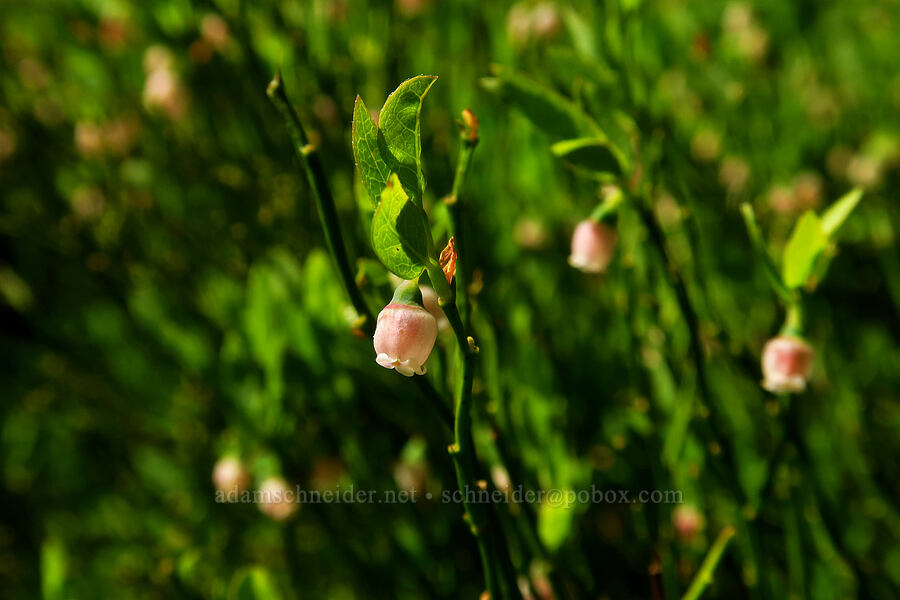 grouse whortleberry flowes (Vaccinium scoparium) [Fuji Mountain Trail, Willamette National Forest, Lane County, Oregon]