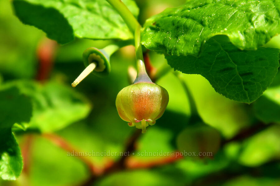 black huckleberry flower (Vaccinium membranaceum) [Fuji Mountain Trail, Willamette National Forest, Lane County, Oregon]
