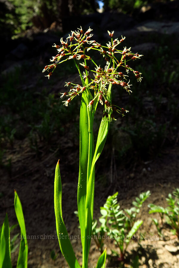 Hitchcock's wood-rush (Luzula hitchcockii) [Fuji Mountain Trail, Willamette National Forest, Lane County, Oregon]