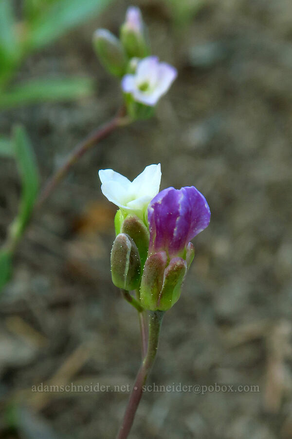 Howell's flat-seed rock-cress (Boechera howellii) [Fuji Mountain Trail, Willamette National Forest, Lane County, Oregon]