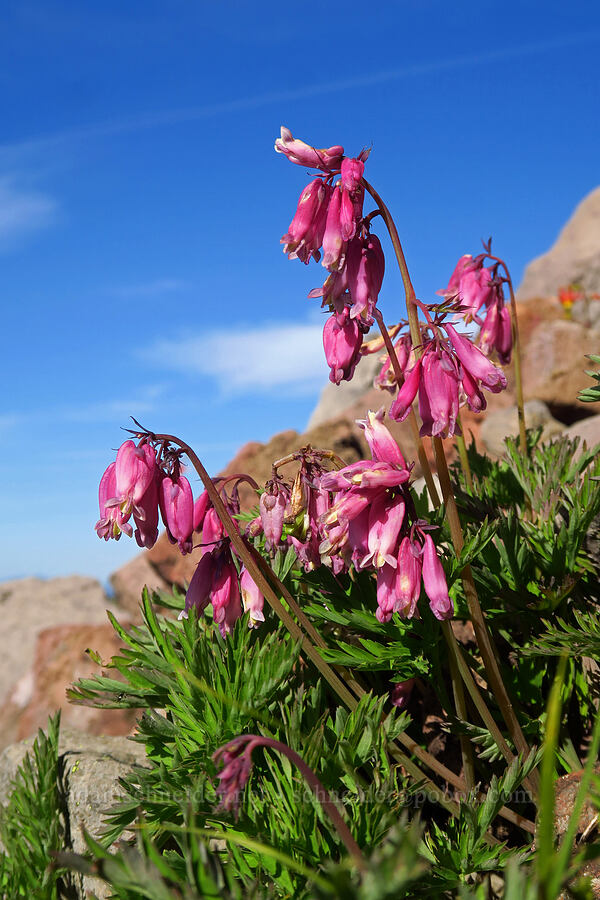 bleeding hearts (Dicentra formosa) [Fuji Mountain summit, Willamette National Forest, Lane County, Oregon]