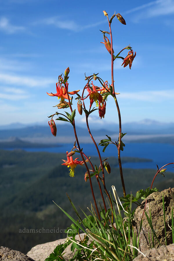 western columbine (Aquilegia formosa) [Fuji Mountain summit, Willamette National Forest, Lane County, Oregon]