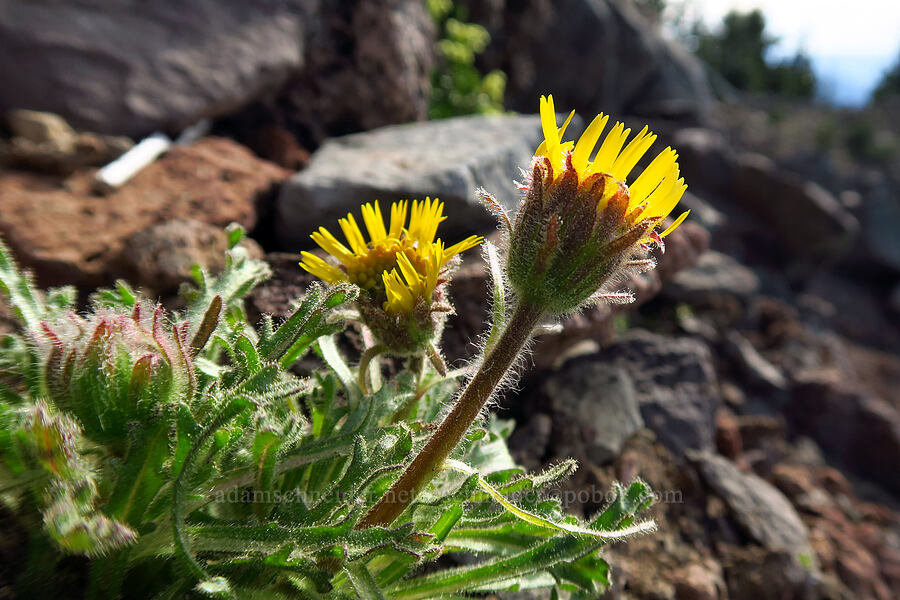 dwarf hulsea (Hulsea nana) [Fuji Mountain summit, Willamette National Forest, Lane County, Oregon]