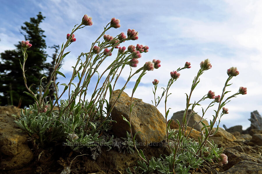 rosy pussy-toes (Antennaria rosea) [Fuji Mountain summit, Willamette National Forest, Lane County, Oregon]