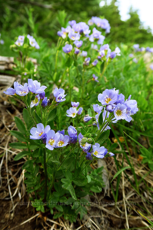 showy Jacob's-ladder (Polemonium californicum) [Fuji Mountain summit, Willamette National Forest, Lane County, Oregon]