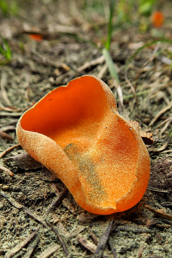 snowbank orange-peel fungus (Caloscypha fulgens) [Fuji Mountain Trail, Willamette National Forest, Lane County, Oregon]