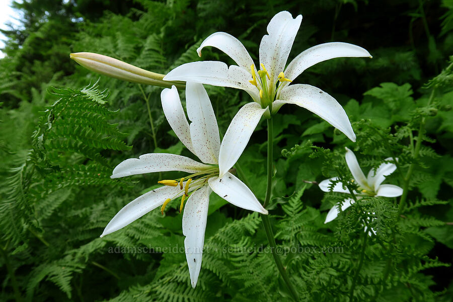 Washington lily (Lilium washingtonianum) [Bunchgrass Ridge, Willamette National Forest, Lane County, Oregon]