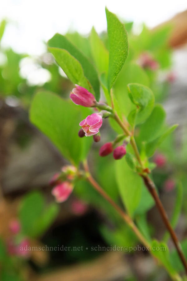snowberry flowers (Symphoricarpos sp.) [Bunchgrass Ridge, Willamette National Forest, Lane County, Oregon]