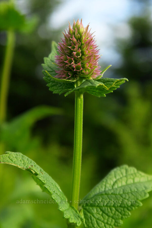 nettle-leaf horse-mint, budding (Agastache urticifolia) [Bunchgrass Ridge, Willamette National Forest, Lane County, Oregon]