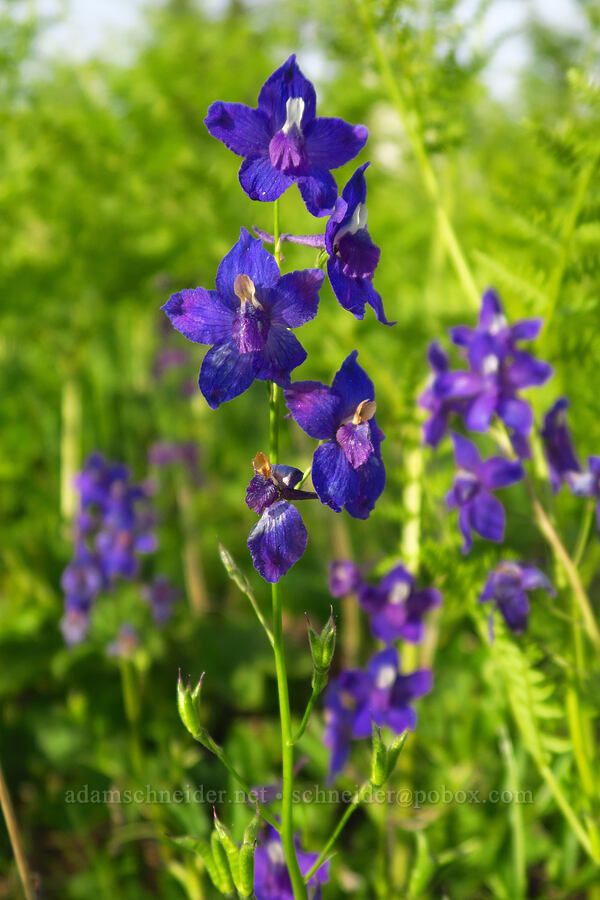 Menzies' larkspur (Delphinium menziesii) [Bunchgrass Ridge, Willamette National Forest, Lane County, Oregon]