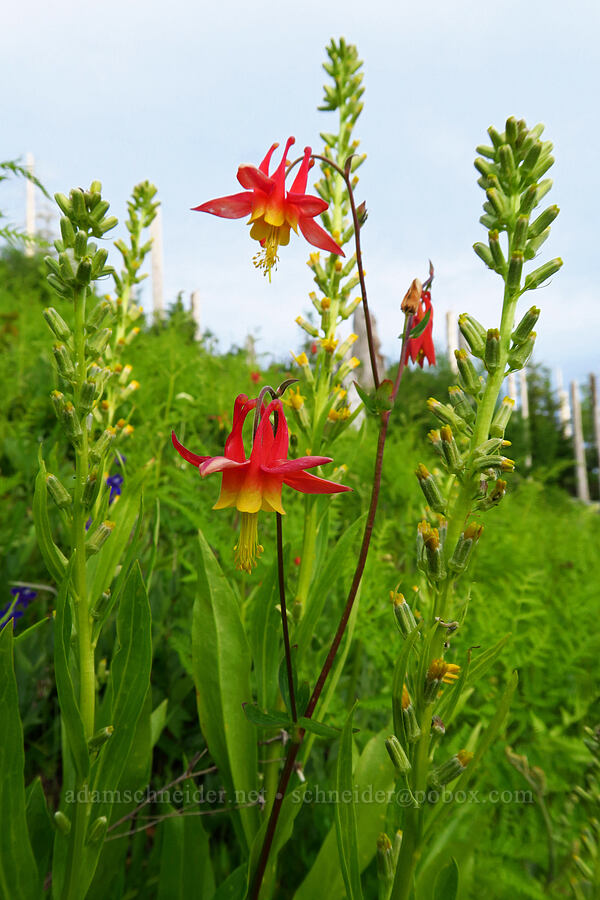 columbine & rainiera (Aquilegia formosa, Rainiera stricta (Luina stricta)) [Bunchgrass Ridge, Willamette National Forest, Lane County, Oregon]