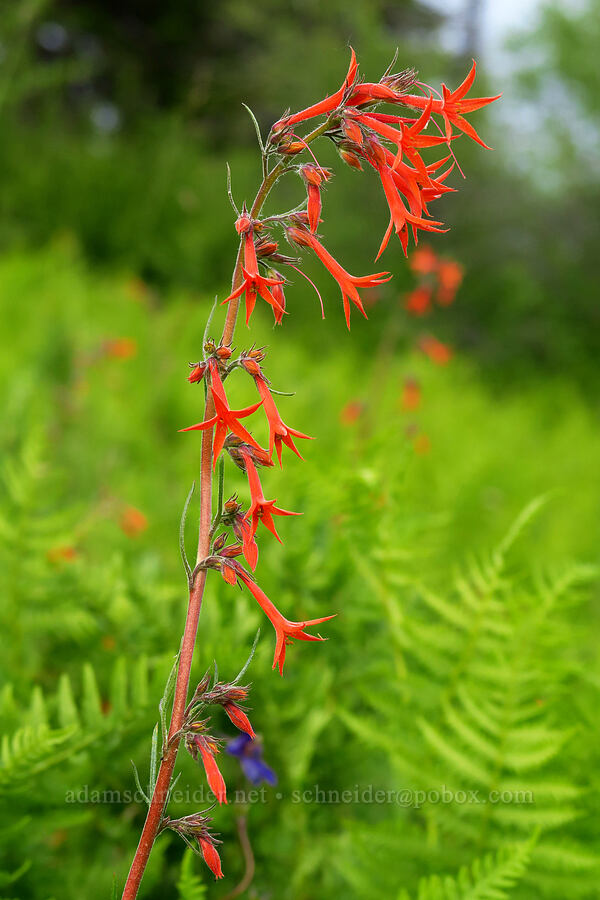scarlet gilia (skyrocket) (Ipomopsis aggregata) [Bunchgrass Ridge, Willamette National Forest, Lane County, Oregon]