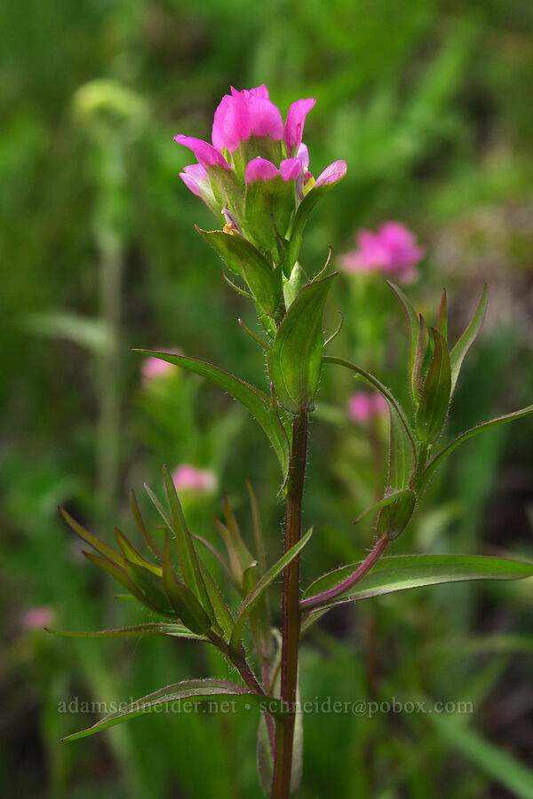 mountain owl's-clover (Orthocarpus imbricatus) [Bunchgrass Ridge, Willamette National Forest, Lane County, Oregon]