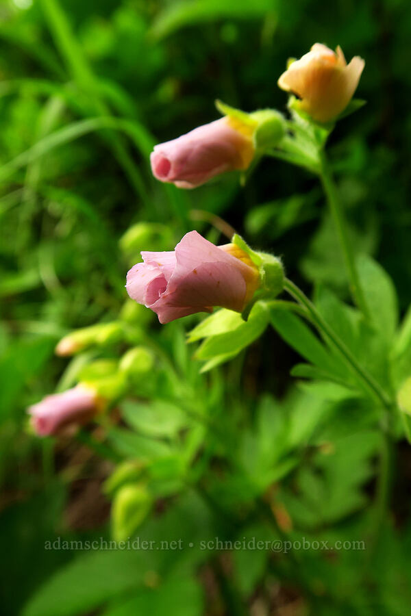 Oregon Jacob's-ladder, budding (Polemonium carneum) [Bunchgrass Ridge, Willamette National Forest, Lane County, Oregon]