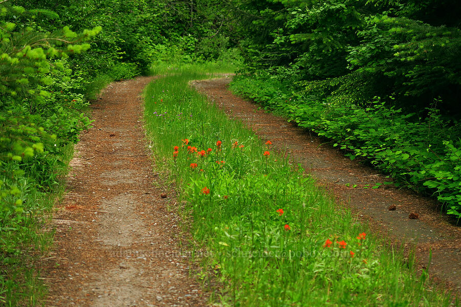 overgrown road [Forest Road 5883-378, Willamette National Forest, Lane County, Oregon]