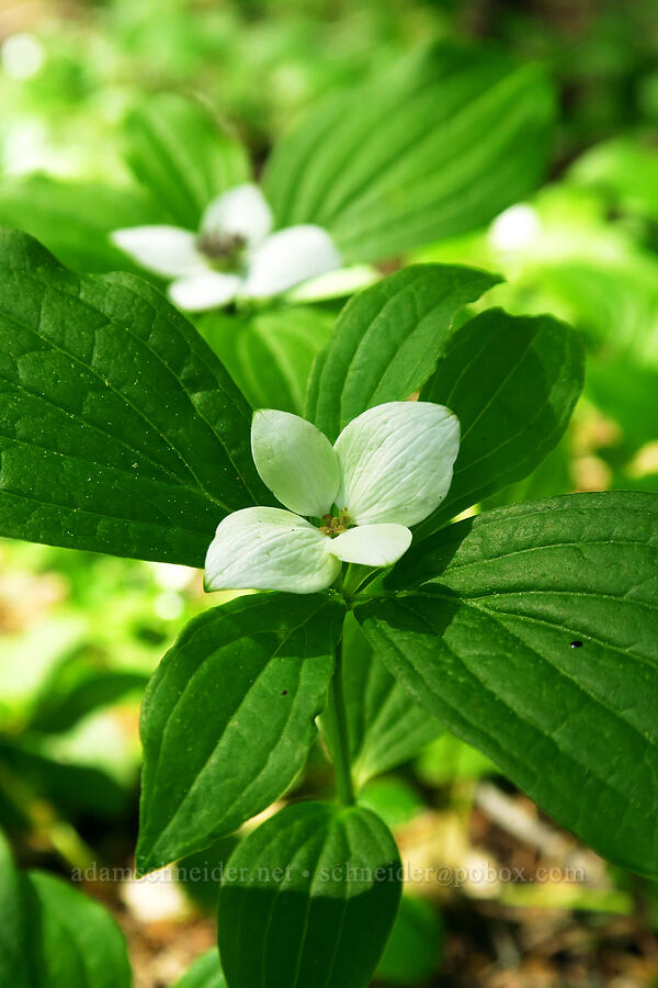 bunchberry flowers (Cornus unalaschkensis (Cornus canadensis)) [Forest Road 5883, Willamette National Forest, Lane County, Oregon]