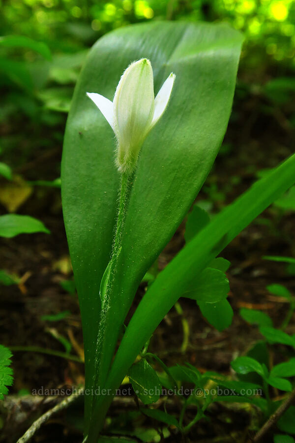 bead lily (Clintonia uniflora) [Forest Road 5883, Willamette National Forest, Lane County, Oregon]