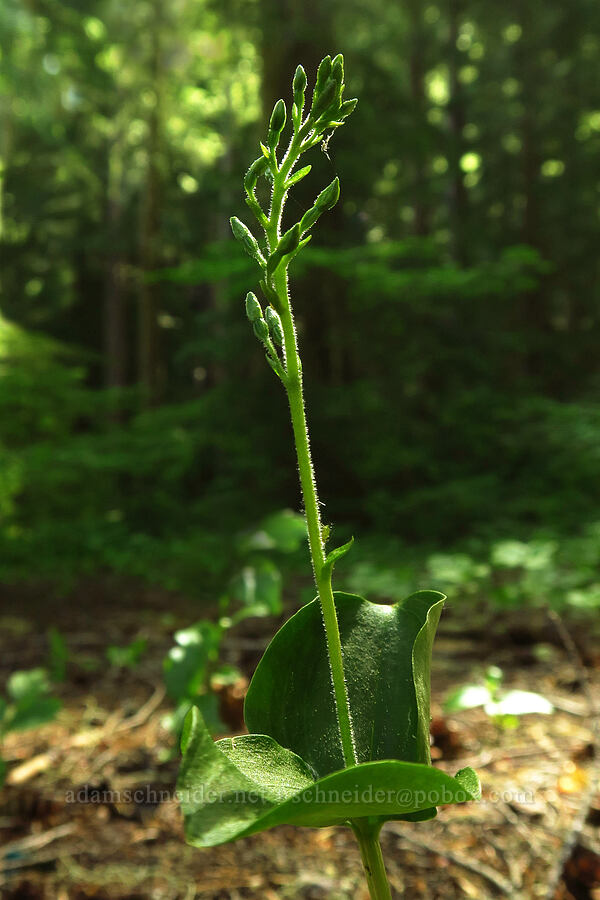 northwestern twayblade (Neottia banksiana (Listera caurina)) [Forest Road 5883, Willamette National Forest, Lane County, Oregon]