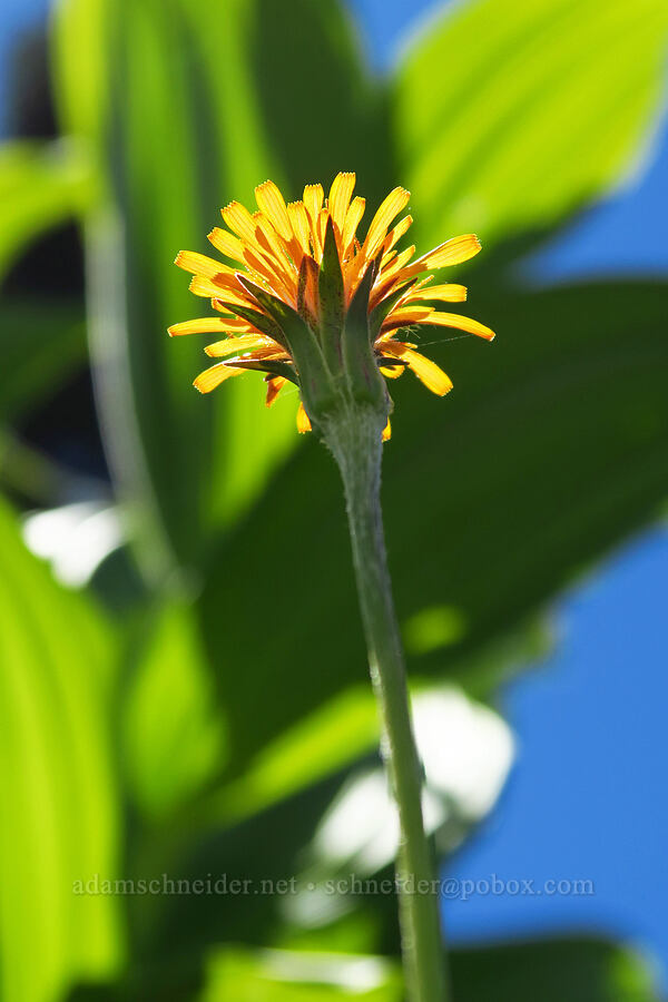 orange agoseris (Agoseris aurantiaca) [Blair Meadows, Willamette National Forest, Lane County, Oregon]