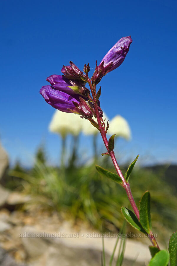 Cardwell's penstemon (Penstemon cardwellii) [Spring Prairie, Willamette National Forest, Lane County, Oregon]