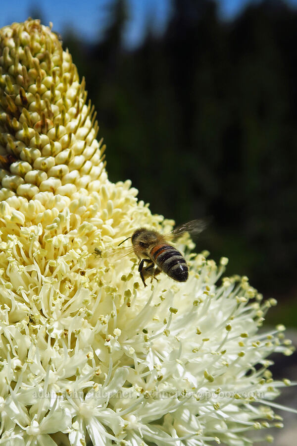 honeybee approaching beargrass (Apis mellifera, Xerophyllum tenax) [Spring Prairie, Willamette National Forest, Lane County, Oregon]
