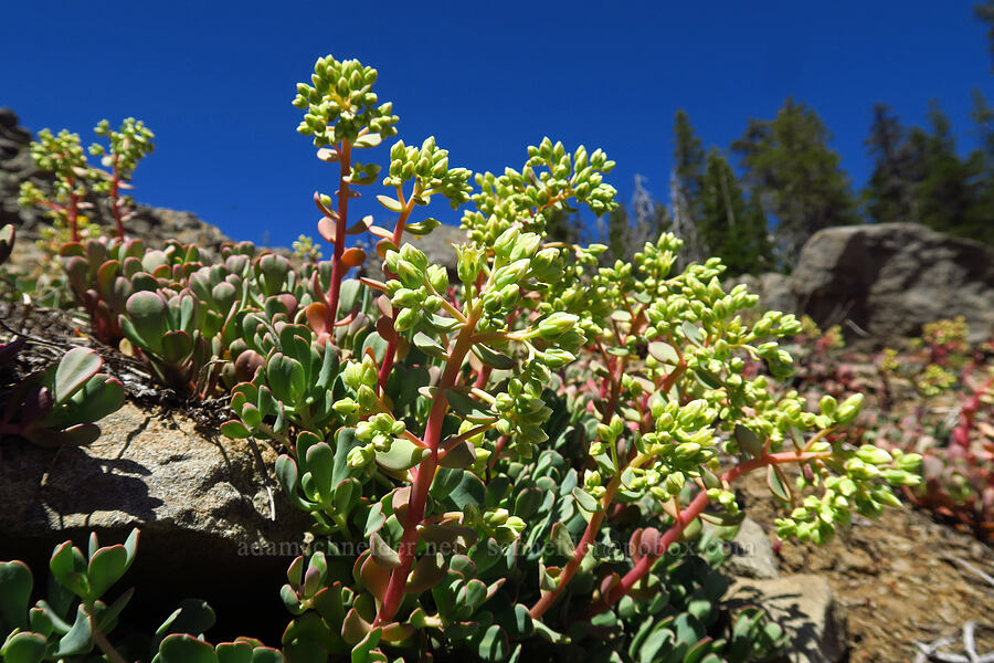 creamy stonecrop, budding (Sedum oregonense) [Blair Lake Trail, Willamette National Forest, Lane County, Oregon]